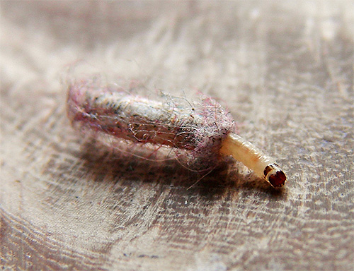 На цій фотографії представлена ​​личинка шубної молі в захисному чехольчике: