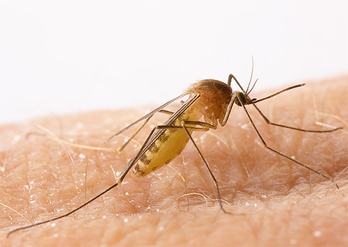 Комар звичайний, самий звичайний кусає паразит нашої країни (інша назва - комар-пискун, Culex pipiens):