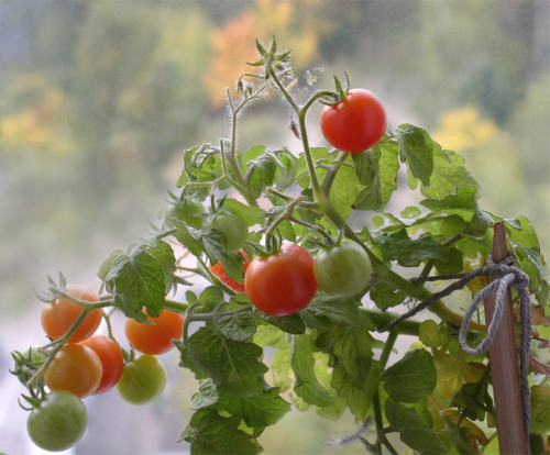 Форма томатів трохи витягнута, яйцеподібна, вага кожного плоду становить приблизно 20-22 м Зрілі помідори пофарбовані в насичений малиново-червоний відтінок