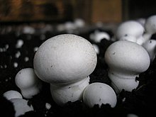 Вирощування грибів-шампіньйонів досить делікатний і тонкий процес, що вимагає певного технологічного підходу і знань