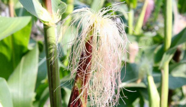 Кукурудза цукрова (Zea mays) - цінна однорічна зернова культура