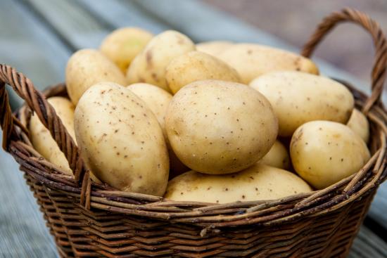 Крім звичних для всіх способів вирощування картоплі на дачі, є кілька альтернативних, незвичних для звичайного садівника-городника
