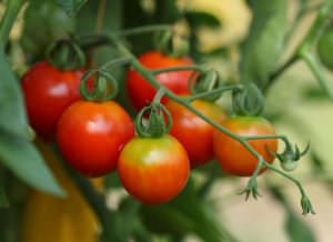 Апетитні помідори черрі - відомий сорт серед простого населення і садівників