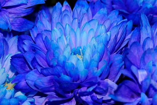 «Блакитна лагуна» повністю відповідає своїй назві - пелюстки у даного сорту мають небесно-блакитний відтінок, нетиповий для айстр, суцвіття також схожі на суцвіття півонії, теж дрібні (6-7 см), але на кущі їх всього 10-12 шт