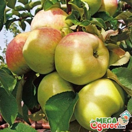 Опис сорти яблуні Богатир
