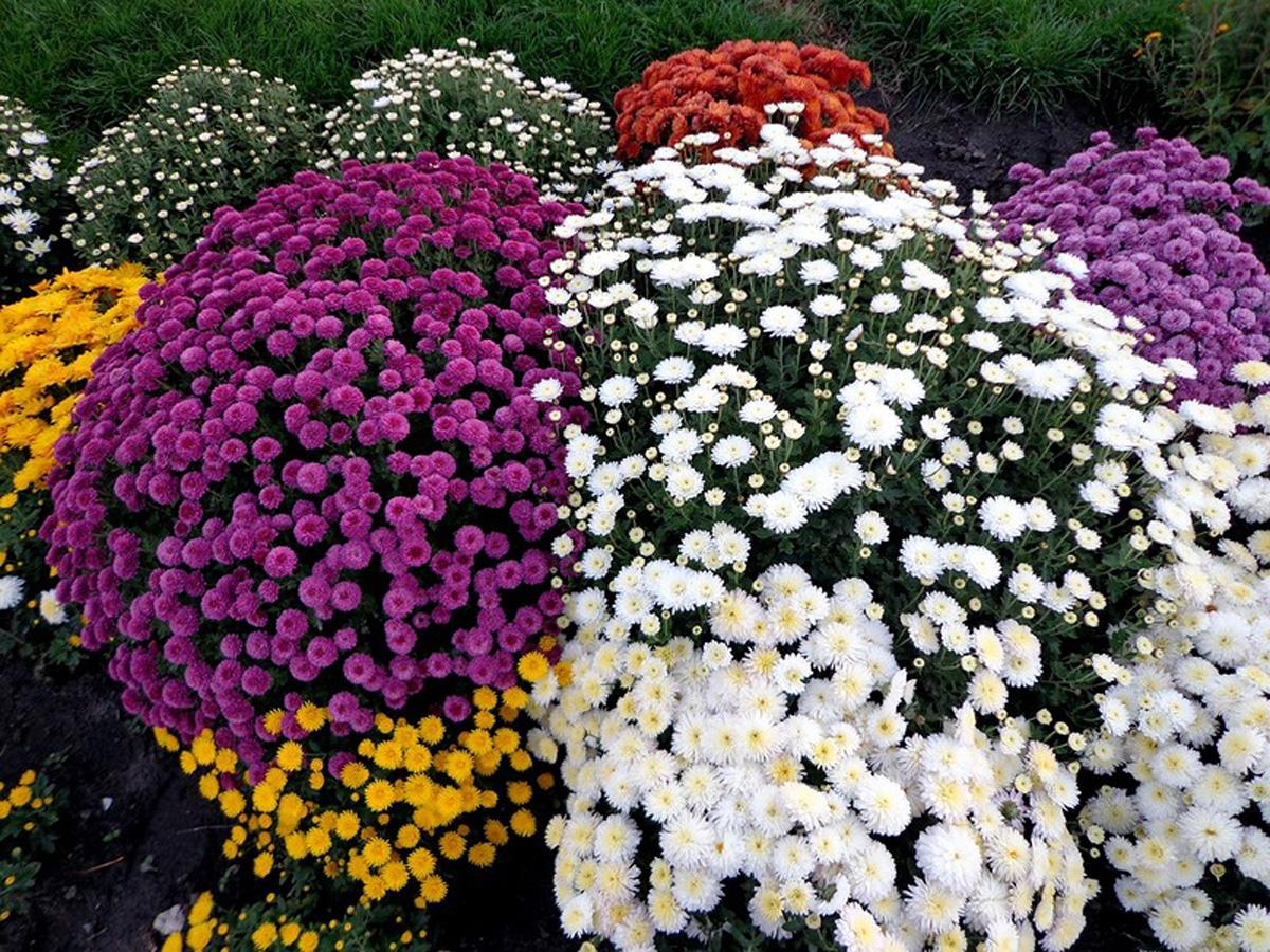 Як декоративних рослин відкритого ґрунту в середній смузі Росії найбільш часто використовується хризантема корейська