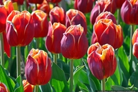 Тюльпани у нас асоціюються з весною, такі яскраві і красиві