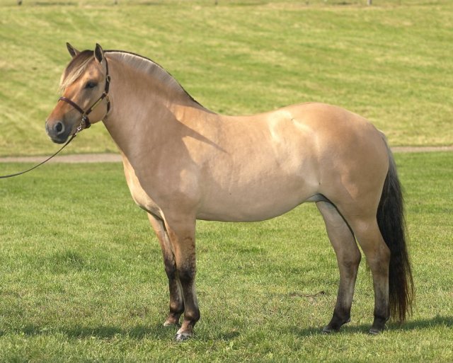 Батьківщиною коней фризької породи явля