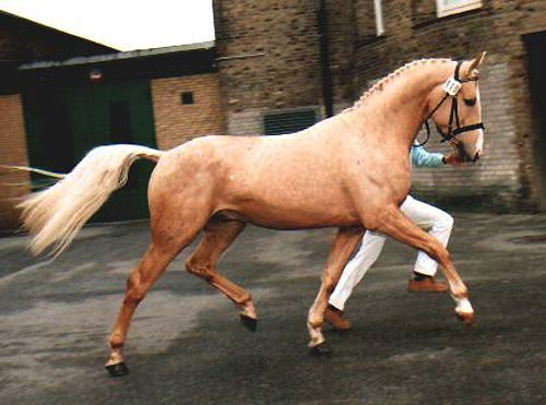 Брамбі (австралійська дикий кінь) - це дикі коні Австралії, які ведуть своє походження від домашніх коней, які втекли або відпущених на свободу своїми господарями за часів золотої