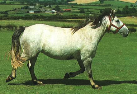 Донські козаки починаючи з 18 століття покращували своїх коней, використовуючи спочатку перських, турецьких, туркменських, карабахських, а потім орлово-ростопчінская
