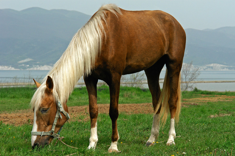 Карачаївський порода коней сформувалася приблизно в ХIV-ХV століттях в північно-західній частині Приельбрусся, у верхній течії річки Кубані, де здавна було розвинене скотарство і коневодс
