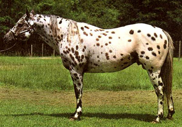 Плямисті коні мають давнє походження, але сама кнабструпская порода розвинулася на початку 19 століття від завезеної під час воєн з Наполеоном кобили Флаебе (більше відомої як Флаебенхоппен