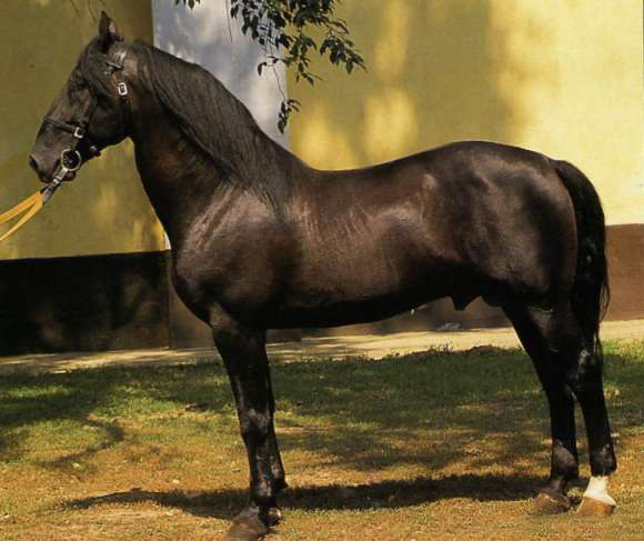 Вона була виведена в 1954 році шляхом схрещування місцевої гірської коні з донський і чистокровної верхової породами, з послід