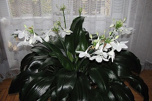 Для рясного цвітіння кімнатна лілія потребує певного температурному і світловому режимі