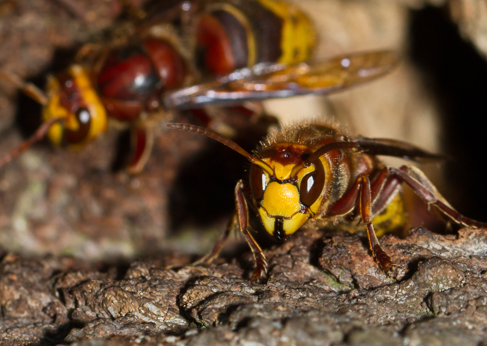 На відміну від бджіл шершень жалить багаторазово, поки у нього вистачає для цієї отрути