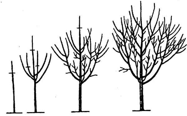 Вважалося, що черешневе дерево - південна рослина, але селекціонери своїми багаторічними дослідами створили чимало сортів, придатних для вирощування в Підмосков'ї