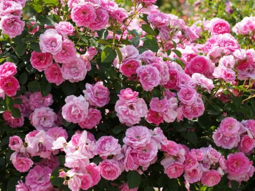 Остаточно зняти укриття можна буде на початку травня;   інші дії по догляду за трояндами залишаються такими ж, як і за іншими квітами: полив, прополка, розпушування