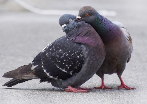 Відео: pigeons mating