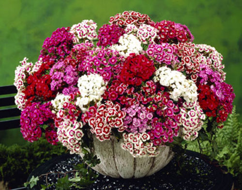 Кущик висотою до 45 см, цвіте темно-Кармазін квітами з білою плямою в центрі