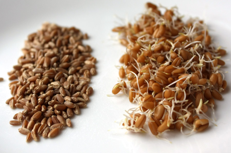 Вважається, що вся користь укладена саме в пророслу пшеницю