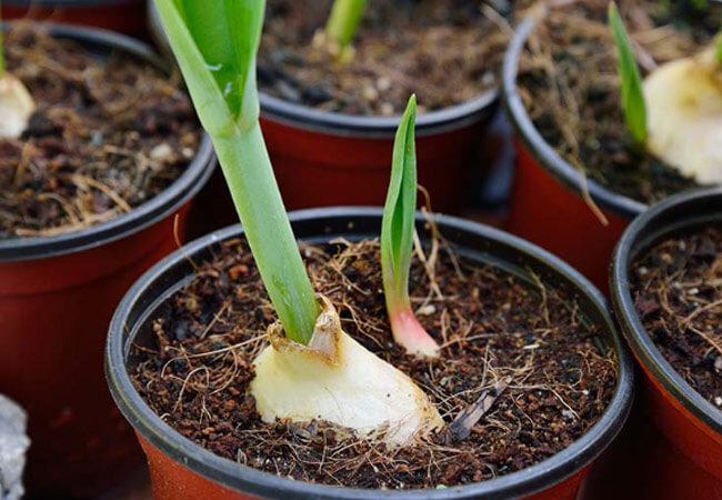 У багатьох ранніх тюльпанів стебла невисокі, але міцні і стійкі