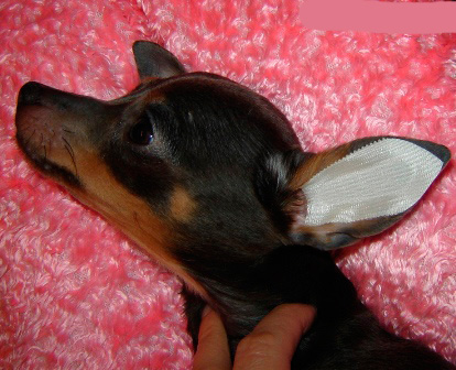 Кога ушите се суви, лепете го дизајнот во увото на кучето, како што е прикажано на сликата, и внимателно измијте го