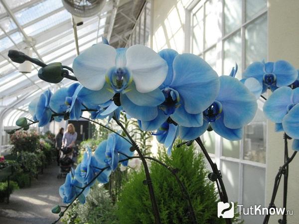 Відтінок зберігається не надто тривалий час, але зате рослині ви не несете шкоди і зможете зробити фурор, коли подаруйте на 16 років весілля квітка блакитного забарвлення