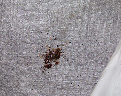 На фото - гніздо цих дрібних паразитів в матраці: