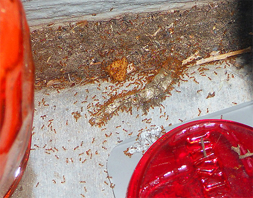 На фото - фараонові мурахи на кухонному столі (латинська назва Monomorium pharaonis):