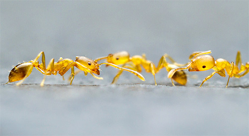 А на цій фотографії видно, як домашні мурахи вервечкою переміщаються між джерелом їжі і гніздом: