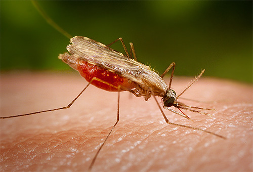 На фото видно, як він тримає своє тільце - це головний спосіб відрізнити малярійного комара від його звичайного побратима: