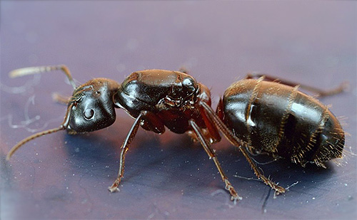 На фото представлений червоногрудий мураха у дереві (латинська назва Camponotus herculeanus):