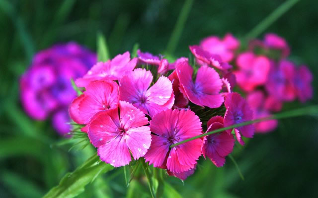 Квіти в саду фото - Гвоздики