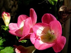 Фрезія - одне з найкрасивіших цибулинних рослин, вирощуваних в саду і вдома