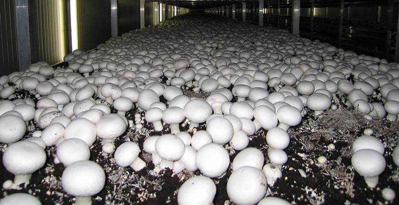 Вирощування грибів як бізнес відгуки має найкращі