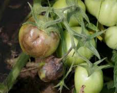 Фітофтора на помідорах в теплиці - справжнє лихо, в закритому грунті хвороби розвиваються набагато швидше і вражають майже відразу все посадки