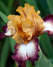 Ірис, або Касатик (Iris) - великий рід багаторічних кореневищних рослин сімейства Ірисові (Iridaceae)