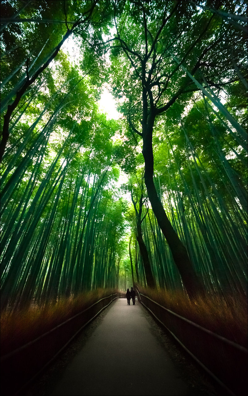 На західній околиці японського міста Кіото розташований популярний туристичний район Арасіяма