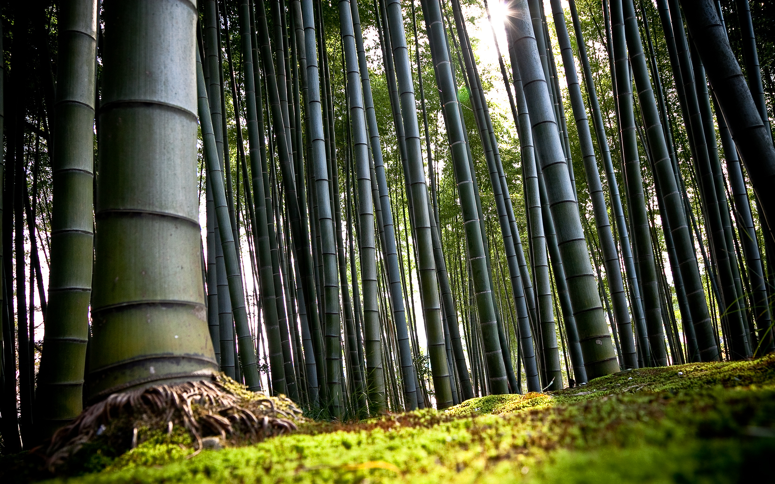 Є відомості, що довжина стебла у бамбука, що росте на острові Ява, досягає 51 метра