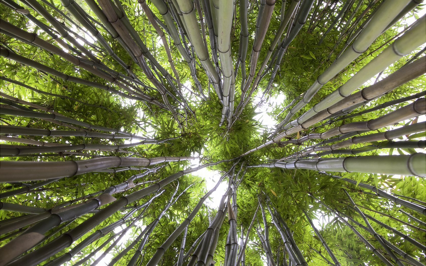 Те, що бамбукові гігантські гаї - це насправді зарості трави, такі собі луки велетнів, напевно, майже всім відомо