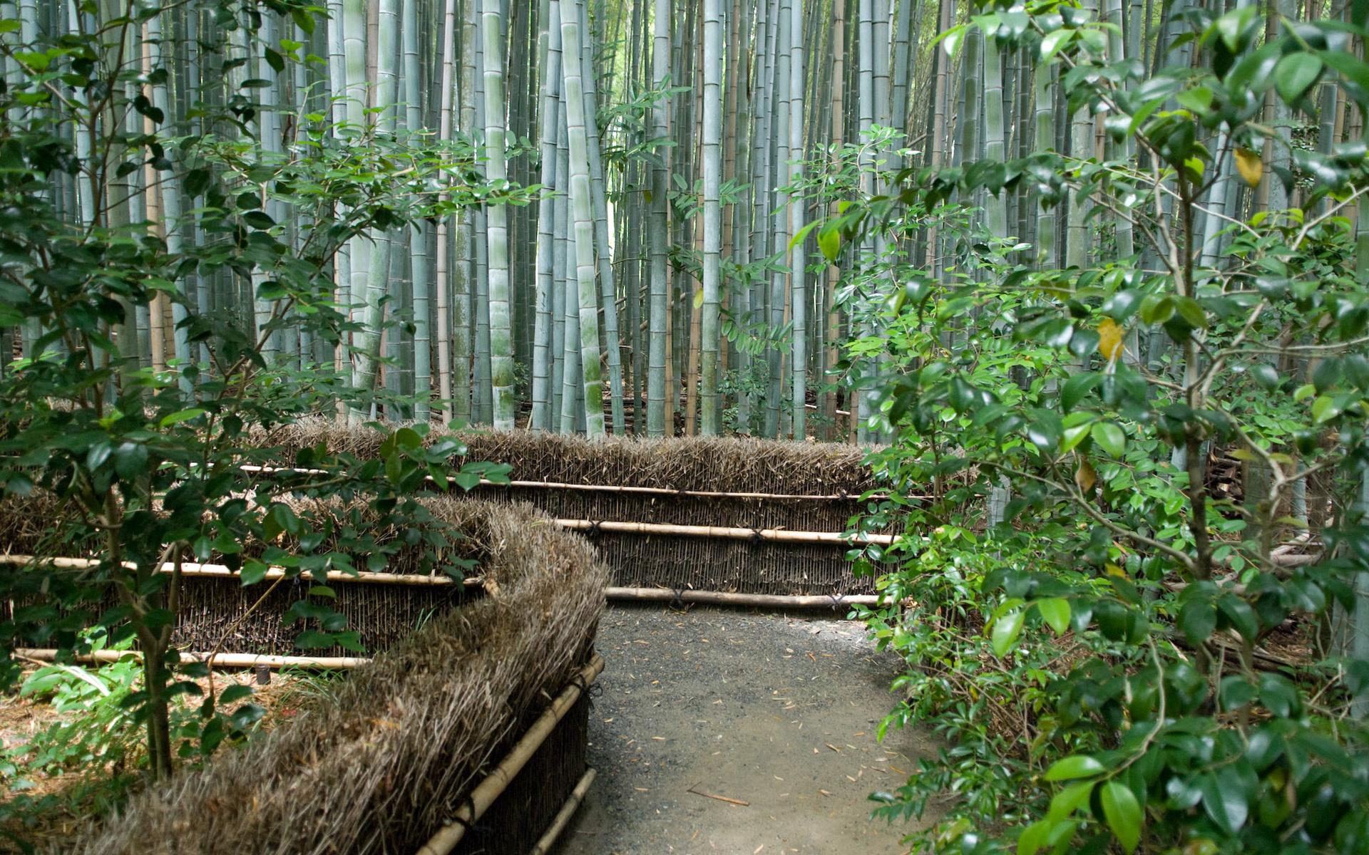 Всюди, де бамбук росте, його надзвичайно цінують і використовують у багатьох галузях - і в будівництві, і для виготовлення меблів і декоративних виробів