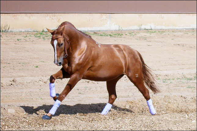 Делібоз- порода гірничо-верхових в'ючних коней, яка була виведена на території Азербайджану і Казахстану в результаті схрещування місцевих коней з монгольськими, середньоазіатськими та європі