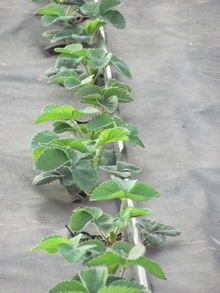 Для зручності варто садити саджанці полуниці в ряд з відстанню близько 25-30 см між кущами, 45-60 см між рядами