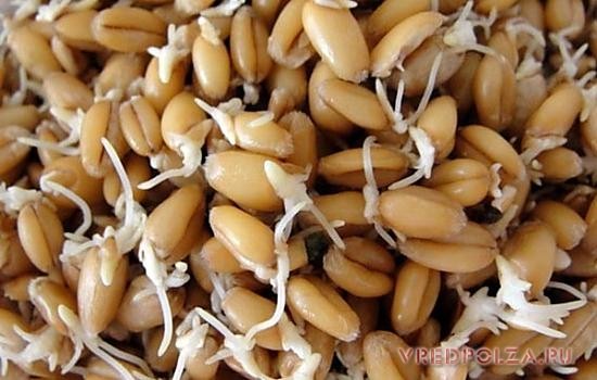 У пророщенном вигляді цілющі властивості зерен пшениці збільшуються в кілька разів