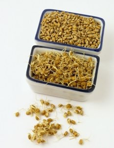 Помістіть пшеницю в підходящу ємність і залийте її чистою водою