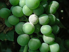 Унцінула винограду   Паутіністий міцелій на поверхні ягоди   наукова класифікація   Міжнародне наукове назву   Uncinula necator (   Schwein