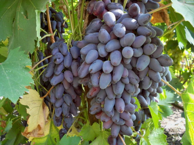 Цілий рік на торговому прилавку можна побачити виноград