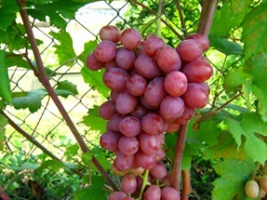 Істотним мінусом любителі винограду вважають наявність кісточок