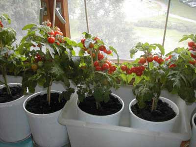 Вирощуванням помідорів на підвіконні зазвичай займаються жителі квартир, у яких немає можливості поставити теплицю біля свого будинку