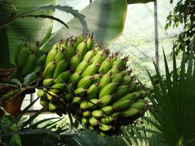 Як тільки з'являться сходи, проблем з вирощуванням банана у вас не виникне